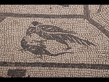 08231 ostia - regio v - insula ii - domus della fortuna annonaria (v,ii,8) - raum (9) - mosaik - vogel - 01-2024.jpg